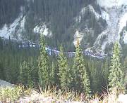 A forest scene on the way to the glaciers... 