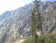Trees and rocks, near Mt. Edith Cavell... 