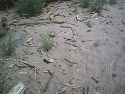Driftwood on the banks of the Colorado . . . 